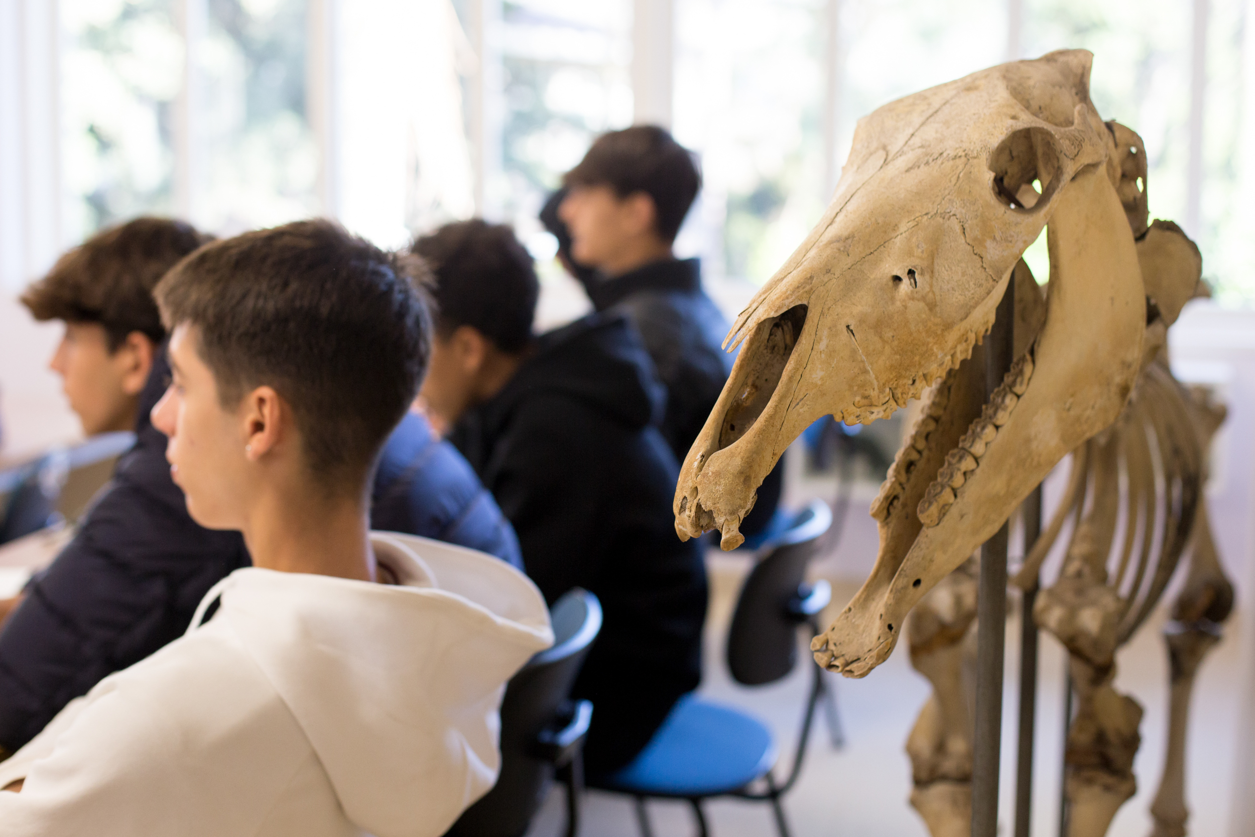 Alunos em sala de aula observando esqueleto de cavalo em aula de biologia na Escola Waldorf Rudolf Steiner.