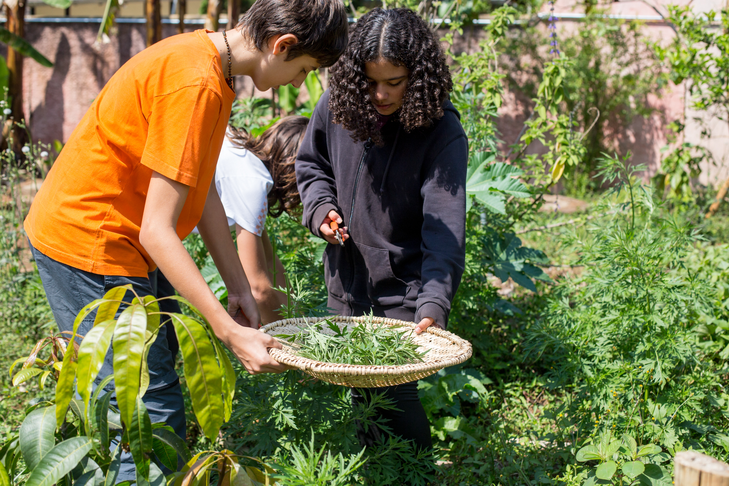 Crianças em uma horta escolar colhendo ervas, destacando a educação da pedagogia Waldorf com foco na natureza e sustentabilidade.
